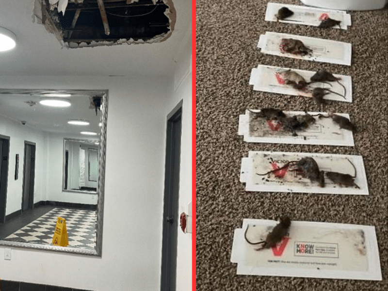 Roaches, Mice, Mass Flooding: Residents At KC’s Quality Hill Towers Living In Lethal Conditions Under “Predator Landlord” Who Still Demands Full Rent Payments